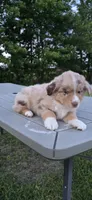 Dusty, a male Miniature Australian Shepherd for sale in Vanceboro, NC – 3 of 4