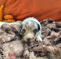 Aspen, a female Australian Shepherd for sale in Mooreland, IN – 2 of 3