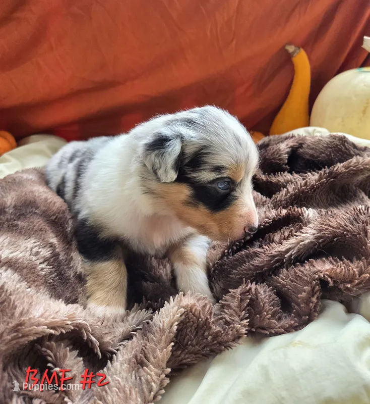 Maple – Australian Shepherd puppy for sale in Mooreland, IN