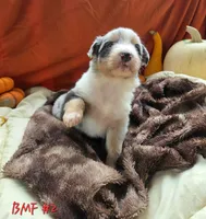 Maple, a female Australian Shepherd for sale in Mooreland, IN – 3 of 3