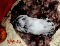 Maple, a female Australian Shepherd for sale in Mooreland, IN – 2 of 3