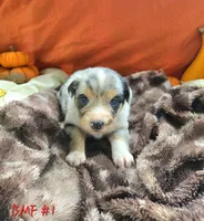 Aspen, a female Australian Shepherd for sale in Mooreland, IN – 1 of 3