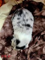 Aspen, a female Australian Shepherd for sale in Mooreland, IN – 3 of 3