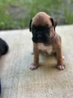 Indy, a female Boxer for sale in Springfield, MO – 2 of 4