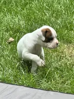 Oscar, a male Boxer for sale in Springfield, MO – 4 of 8