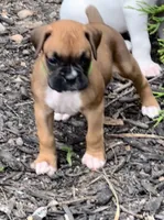 Penelope , a female Boxer for sale in Springfield, MO – 4 of 10