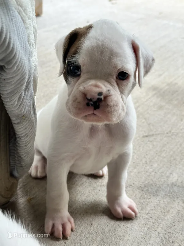 Oscar – Boxer puppy for sale in Springfield, MO