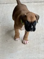 Penelope , a female Boxer for sale in Springfield, MO – 2 of 10