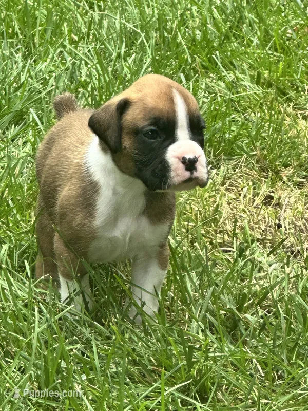 Tango – Boxer puppy for sale in Springfield, MO