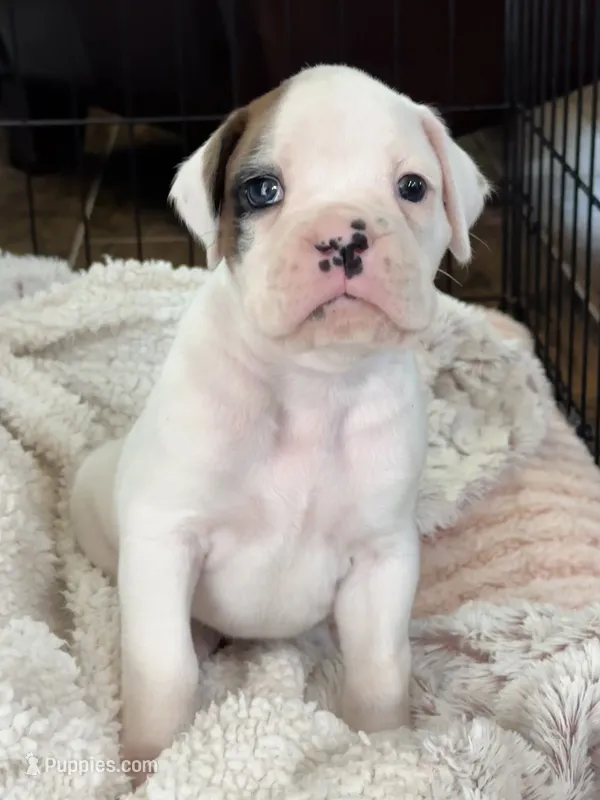 Oscar – Boxer puppy for sale in Springfield, MO