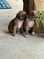 Penelope , a female Boxer for sale in Springfield, MO – 7 of 10