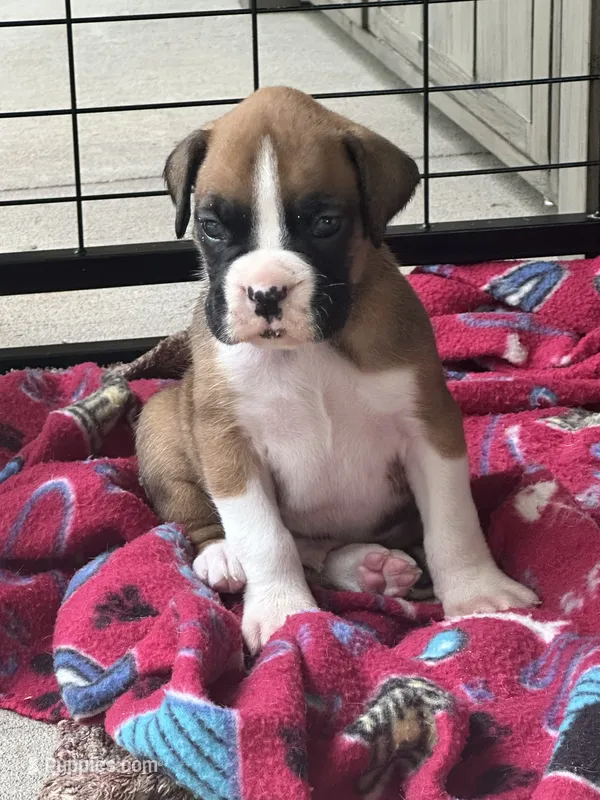 Tango – Boxer puppy for sale in Springfield, MO