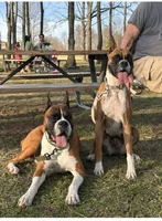 Penelope , a female Boxer for sale in Springfield, MO – 9 of 10