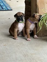 Penelope , a female Boxer for sale in Springfield, MO – 5 of 10