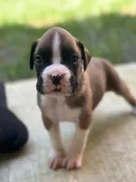 Tango, a male Boxer for sale in Springfield, MO – 2 of 5