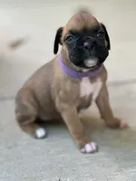 Indy, a female Boxer for sale in Springfield, MO – 3 of 4