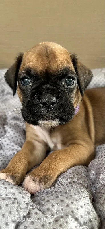 Indy – Boxer puppy for sale in Springfield, MO