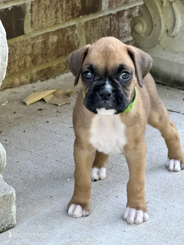 Penelope  – Boxer puppy on hold in Springfield, MO