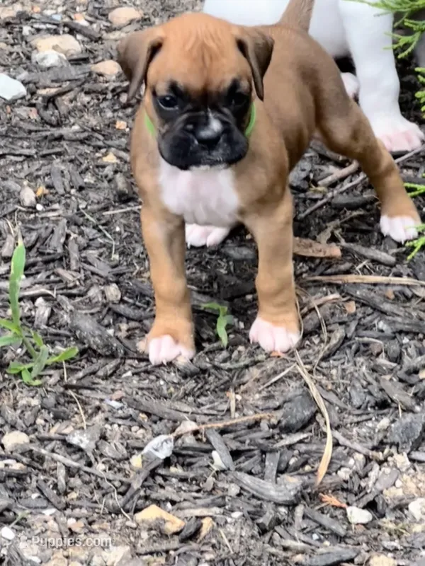 Penelope  – Boxer puppy for sale in Springfield, MO