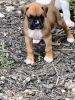 Penelope , a female Boxer for sale in Springfield, MO – 1 of 10