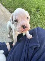 Kilo, a male Boxer for sale in Springfield, MO – 4 of 5