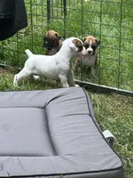 Oscar, a male Boxer for sale in Springfield, MO – 5 of 8