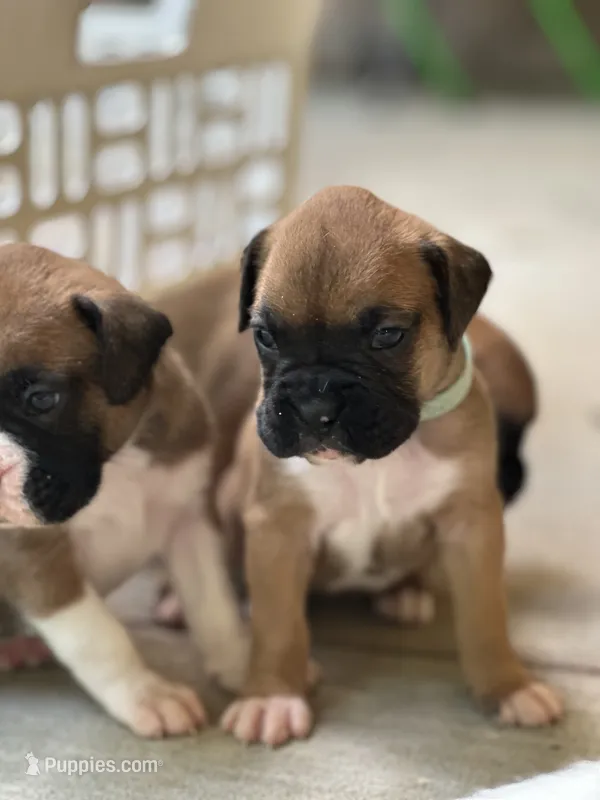 Zulu – Boxer puppy for sale in Springfield, MO