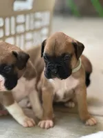 Zulu, a female Boxer for sale in Springfield, MO – 1 of 3