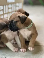 Zulu, a female Boxer for sale in Springfield, MO – 3 of 3