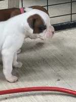 Oscar, a male Boxer for sale in Springfield, MO – 2 of 8