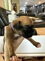  Boxer female, a female Boxer for sale in Springfield, MO – 5 of 6