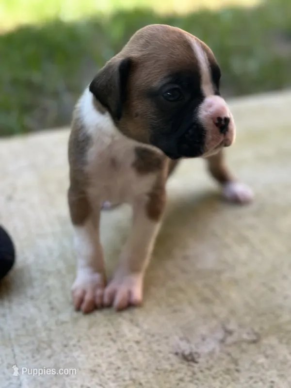 Tango – Boxer puppy for sale in Springfield, MO