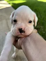 Kilo, a male Boxer for sale in Springfield, MO – 1 of 5