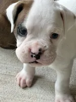 Oscar, a male Boxer for sale in Springfield, MO – 8 of 8