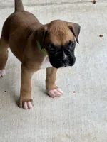 Penelope , a female Boxer for sale in Springfield, MO – 8 of 10