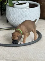 Penelope , a female Boxer for sale in Springfield, MO – 6 of 10