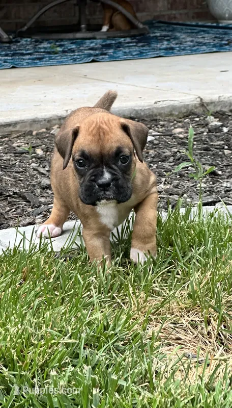 Penelope  – Boxer puppy for sale in Springfield, MO