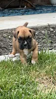 Penelope , a female Boxer for sale in Springfield, MO – 3 of 10