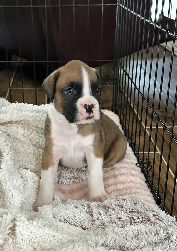 Tango – Boxer puppy for sale in Springfield, MO