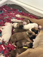  Boxer female, a female Boxer for sale in Springfield, MO – 4 of 6