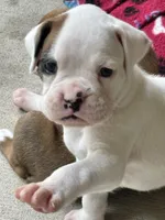 Oscar, a male Boxer for sale in Springfield, MO – 1 of 8