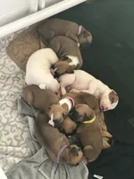 Indy, a female Boxer for sale in Springfield, MO – 4 of 4