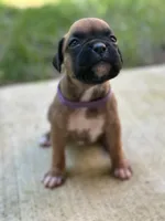 Indy, a female Boxer for sale in Springfield, MO – 1 of 4