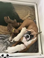 Tango, a male Boxer for sale in Springfield, MO – 4 of 5