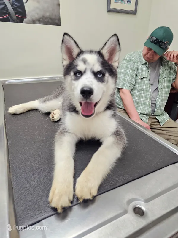Bruce – Siberian Husky puppy for sale in Annapolis, MD