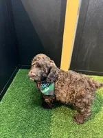 Krew , a male Cockapoo for sale in Houston, TX – Photo 3 of 3