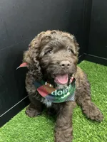 Krew , a male Cockapoo for sale in Houston, TX – Photo 1 of 3