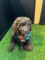 Krew , a male Cockapoo for sale in Houston, TX – Photo 2 of 3