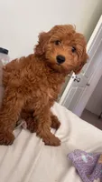 Teddy , a male Miniature Goldendoodle for sale in Rathdrum, ID – Photo 1 of 2