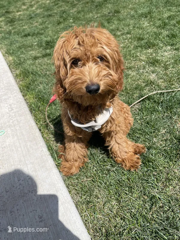 Teddy  – Miniature Goldendoodle puppy for sale in Rathdrum, ID